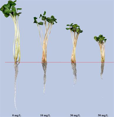 Transcriptomic, cytological, and physiological analyses reveal the potential regulatory mechanism in Tartary buckwheat under cadmium stress